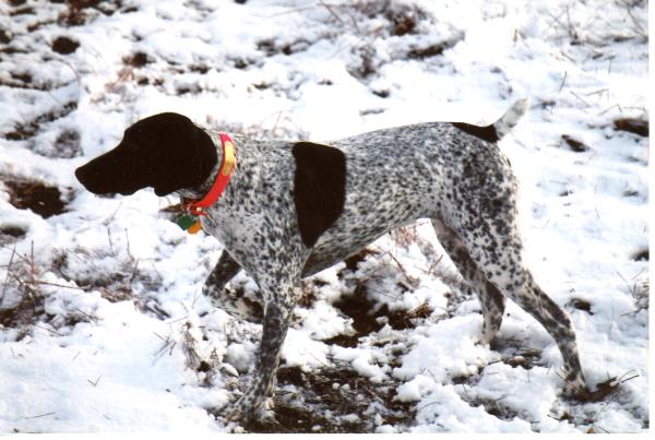 /Images/uploads/Southeast German Shorthaired Pointer Rescue/segspcalendarcontest2018/entries/8948thumb.jpg